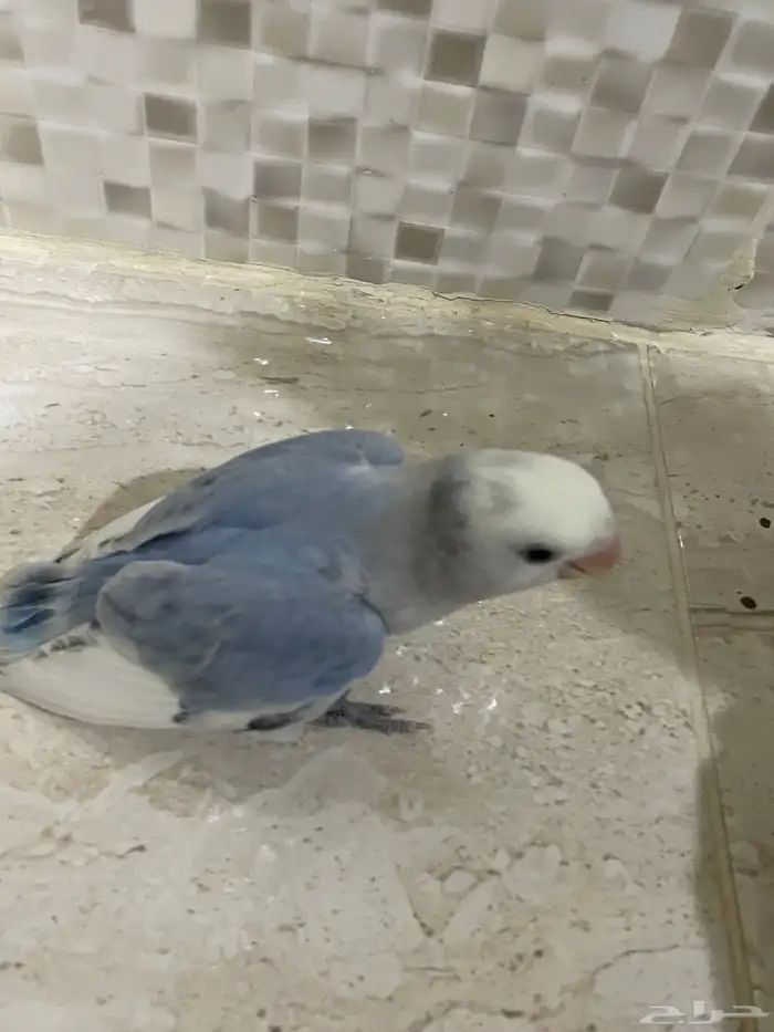تم البيع 0