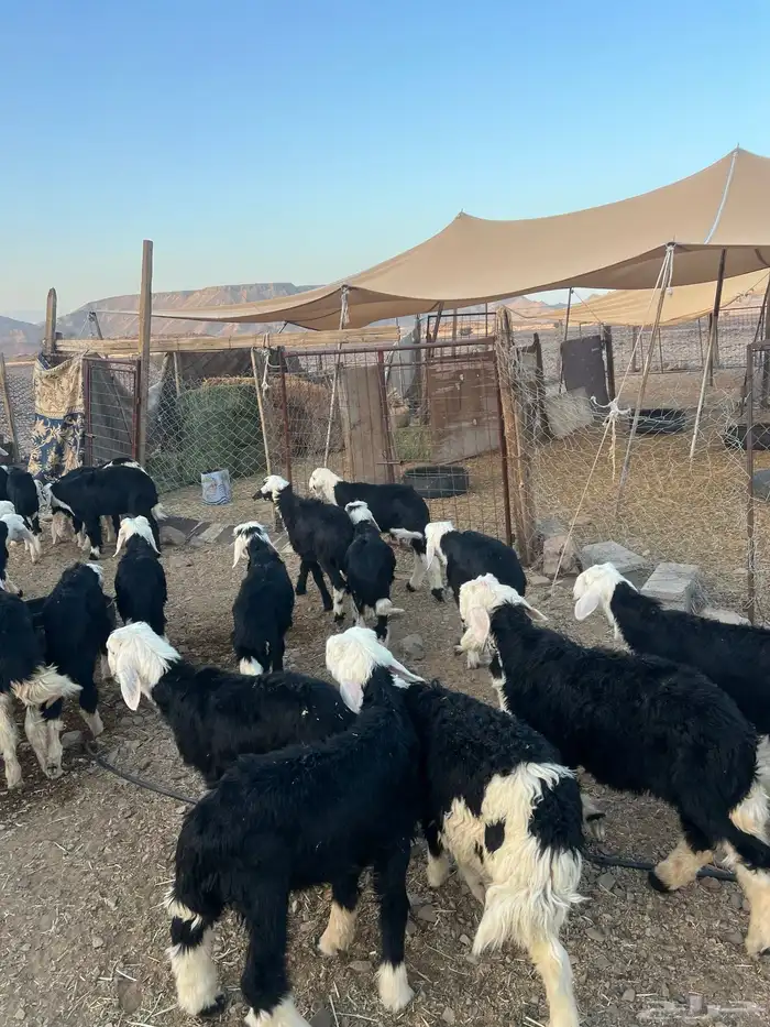 طليان نجد ضحايا 8