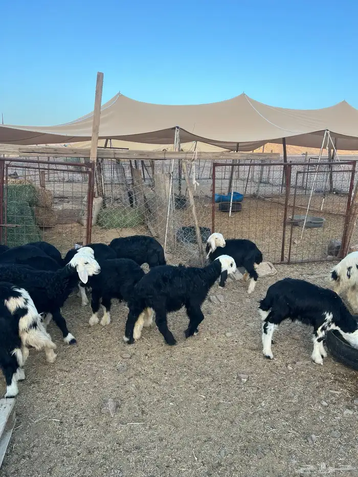 طليان نجد ضحايا 31