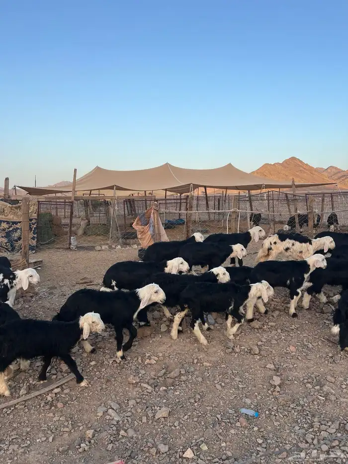 طليان نجد ضحايا 5