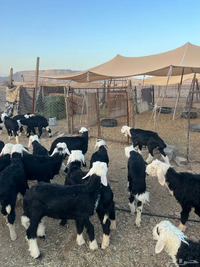 طليان نجد ضحايا 7