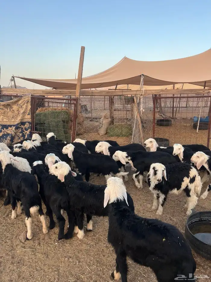 طليان نجد ضحايا 14