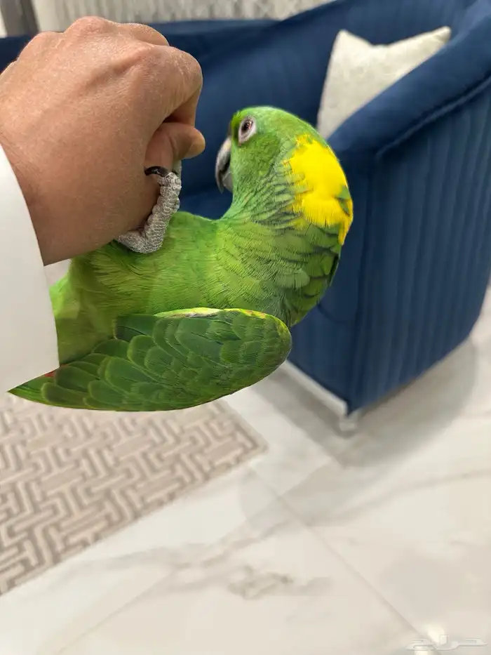 يلوناب امزوني اليف متكلم 4