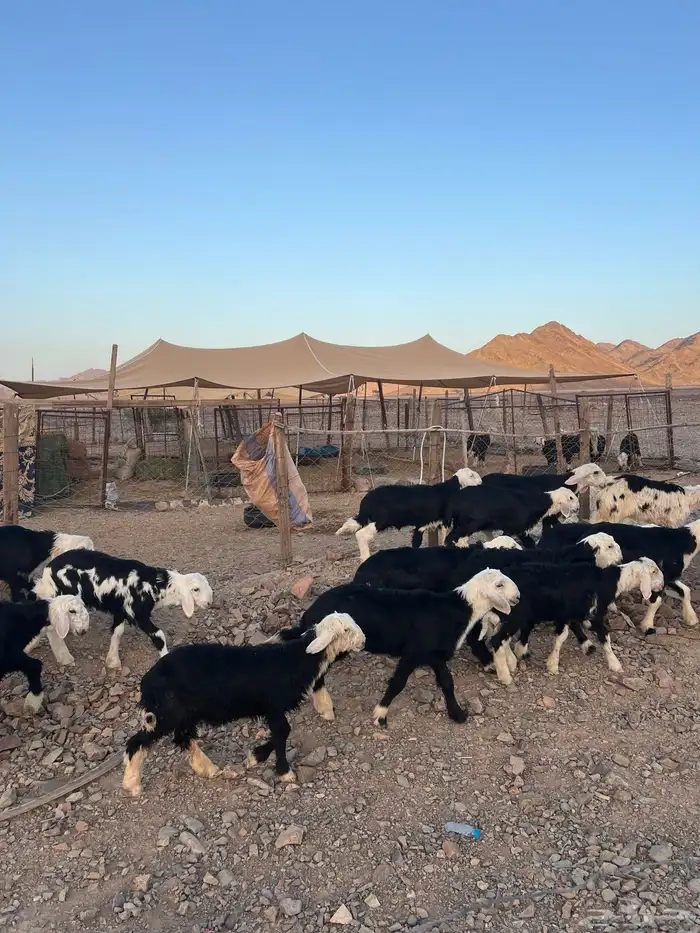 طليان نجد ضحايا 19