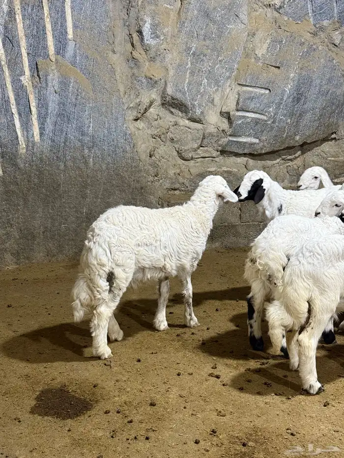 بهم حري تربيه 6