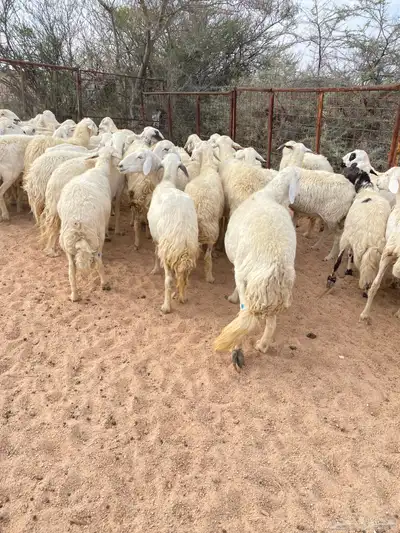 غنم حريات طيبه 1