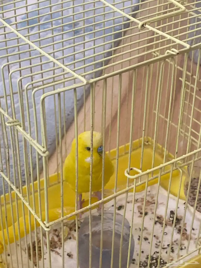 بلبل كشميري وكناري وعصفور حب 1