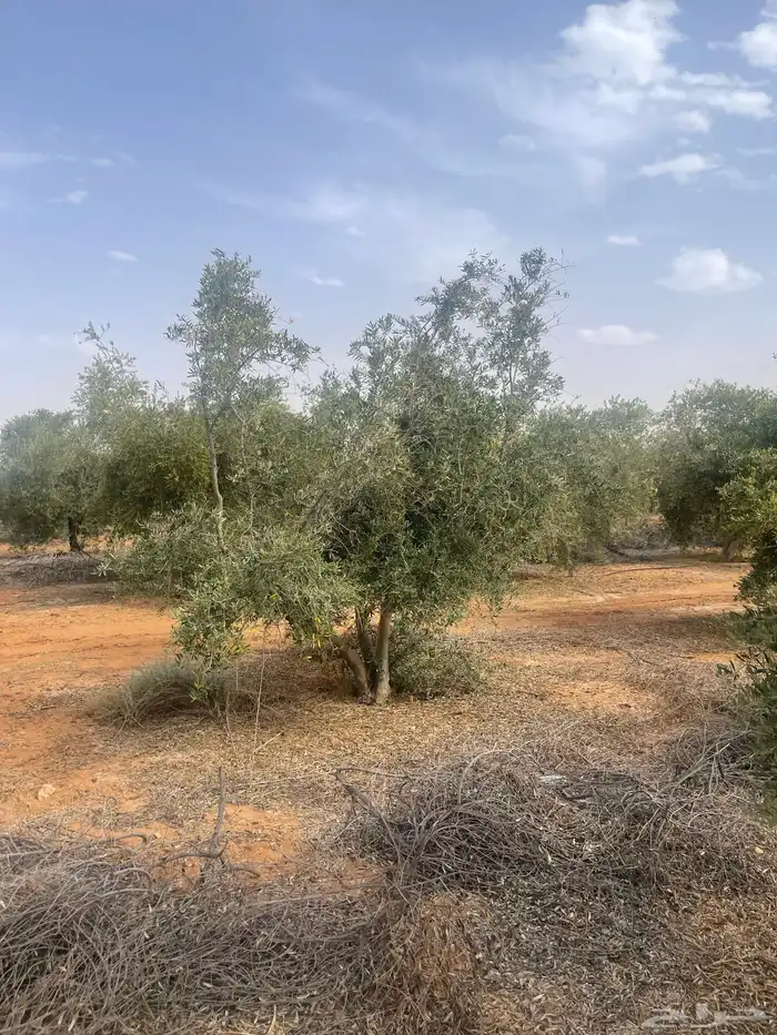 اشجار زيتون 7