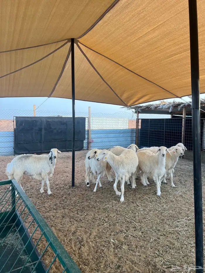 رخال جذعات 1