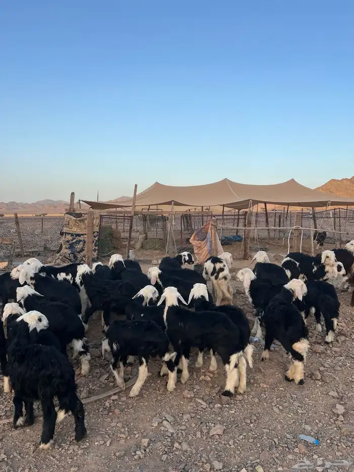 طليان نجد ضحايا 2