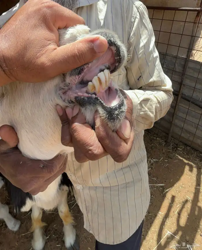 شياه نجد مواليد 3