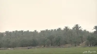 مزرعه شمال الفويلق البيع قريييب.. 15