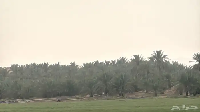 مزرعه شمال الفويلق للبيع 15