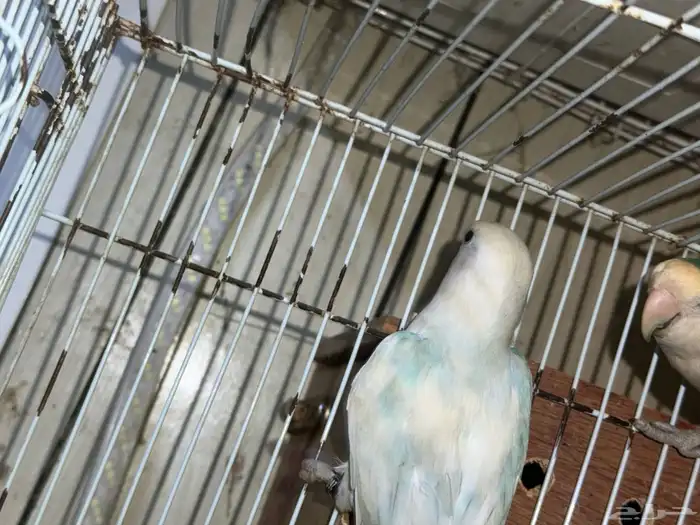 ذكور. روز منتجه شرط 1