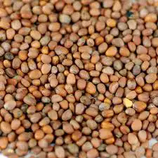 بذور الفجل الابيض (البقل) 2