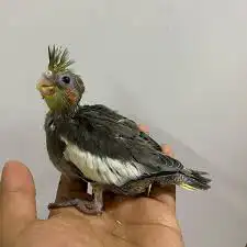 فروخ كوكتيل روز غر مفطوم 3