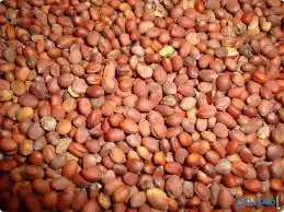 بذور الفجل الابيض (البقل) 5