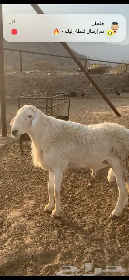 خروف فحل رباع 1