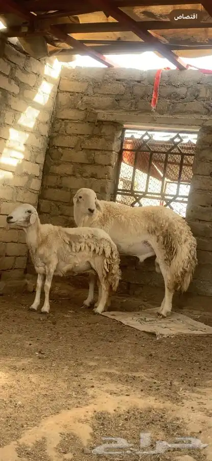 خروف فحل رباع 5