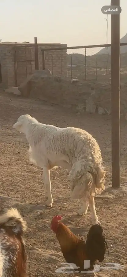 خروف فحل رباع 4