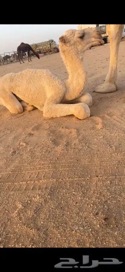قعود فردي باتلي 0