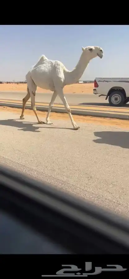 مفروده وضحاء كفو 0