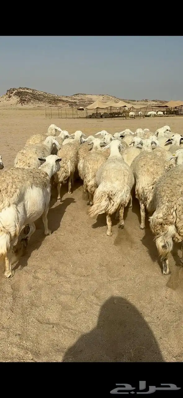 غنم حرية صنف الصنف جروم حرش العدد 51 تحتها 1 6