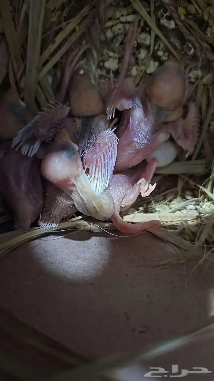 للبيع فروخ غر جاوا 1