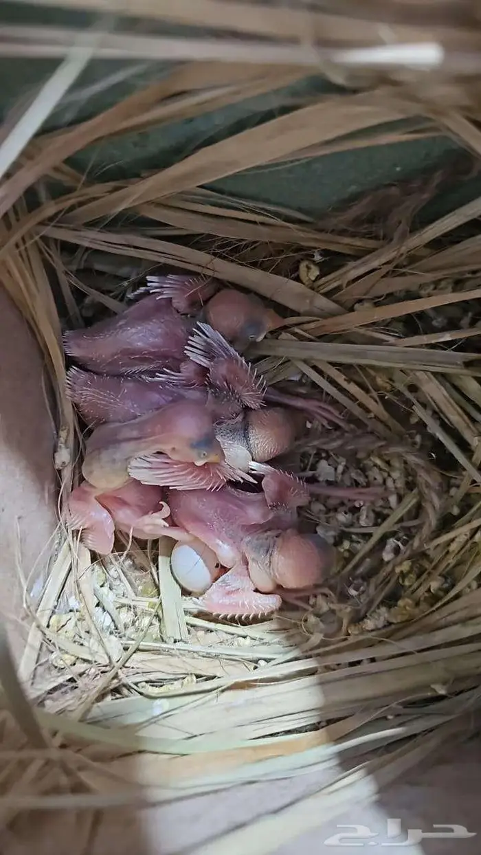 للبيع فروخ غر جاوا 0