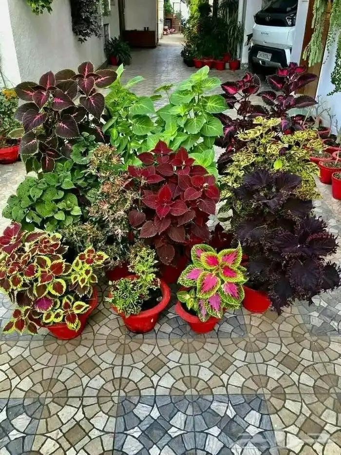 تنسيق حدائق وزراعه 5