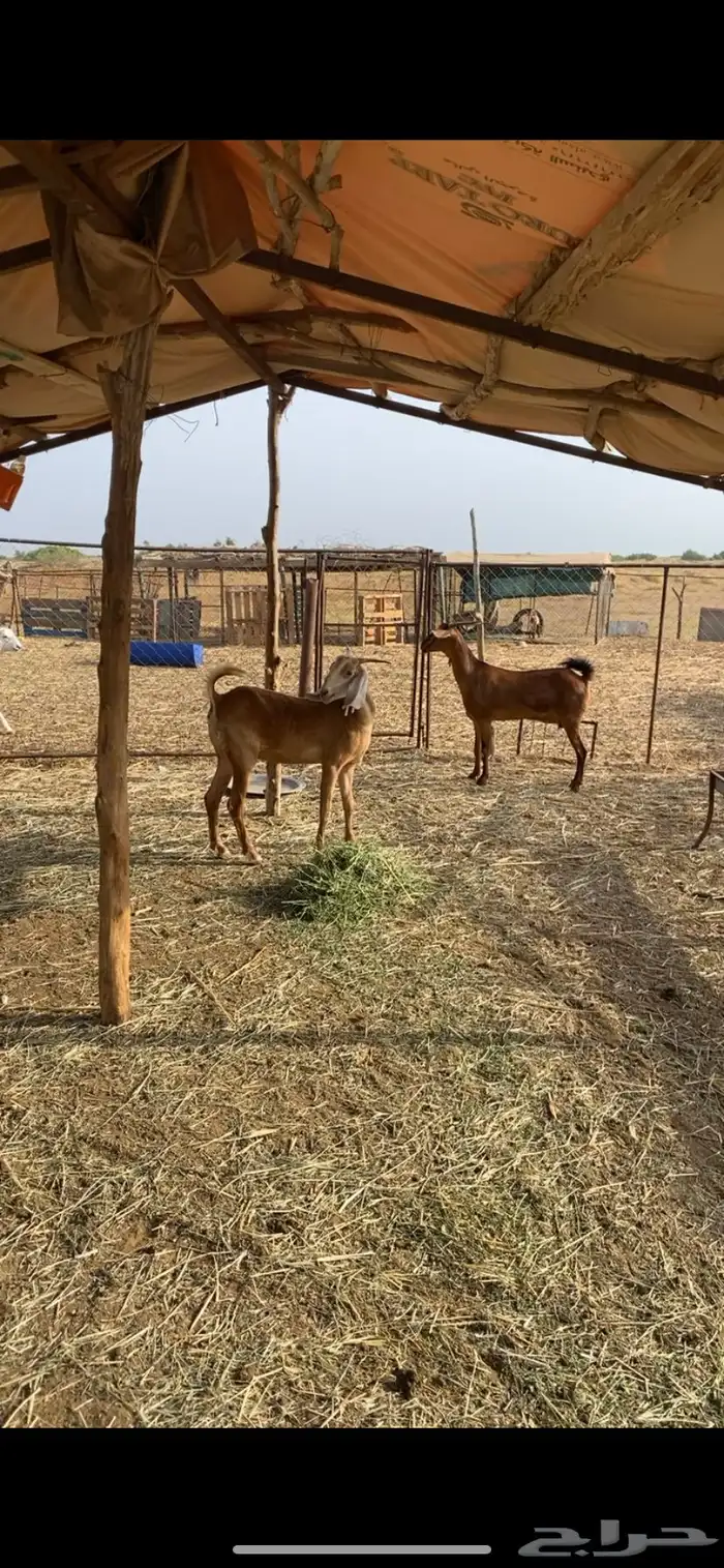 ماعز دهم مقاني ثنيه وسديس 0
