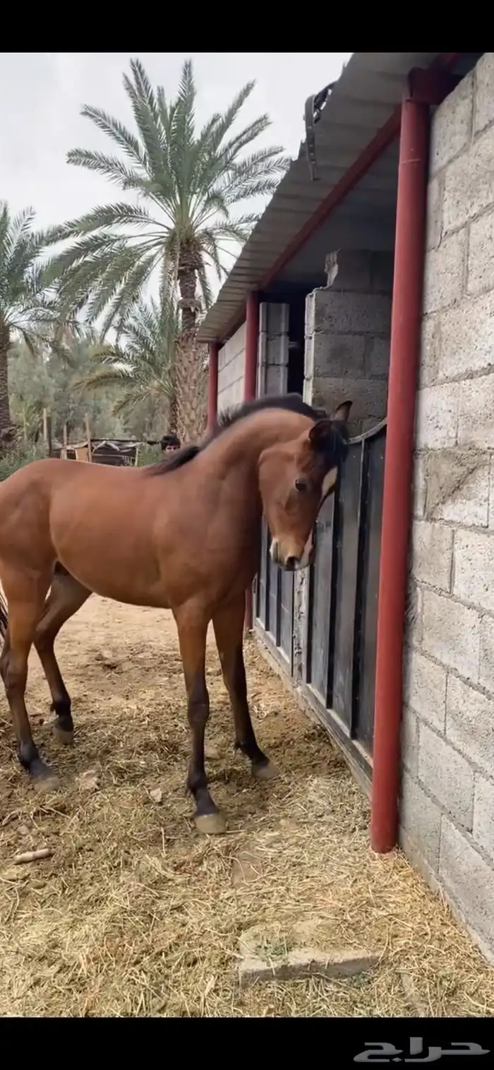 حصان شعبي للبدل 1