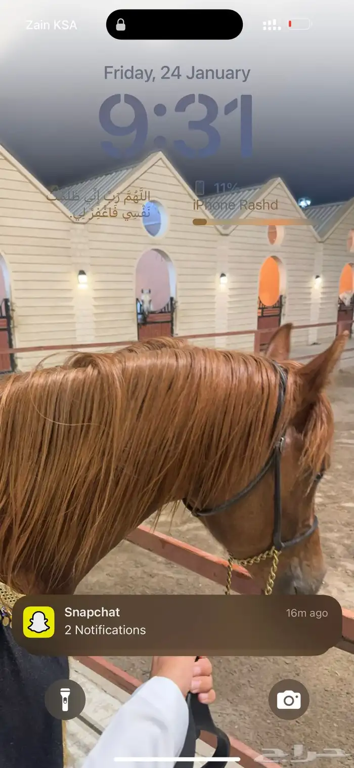 حصان عربي ب اوراق 0