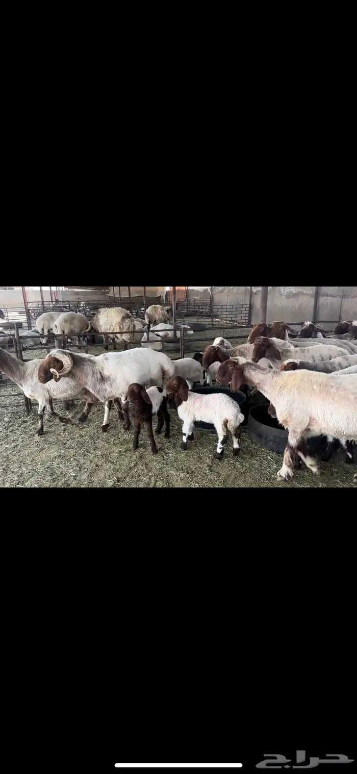 غنم نعيم مطافيل 2