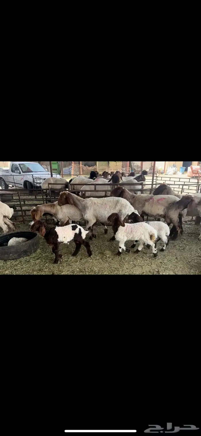 غنم نعيم مطافيل 1