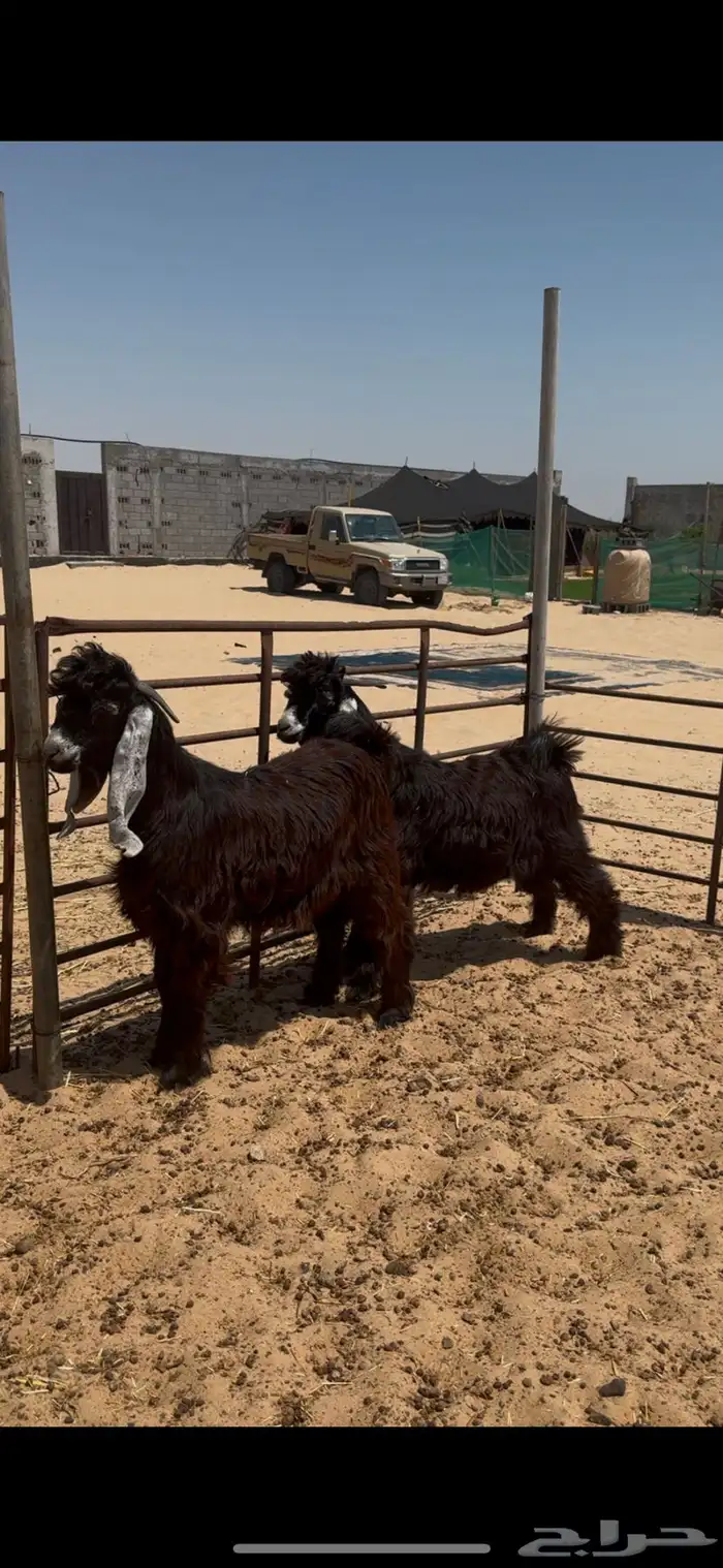 ذبايح تيوس عوارض بلدي 0