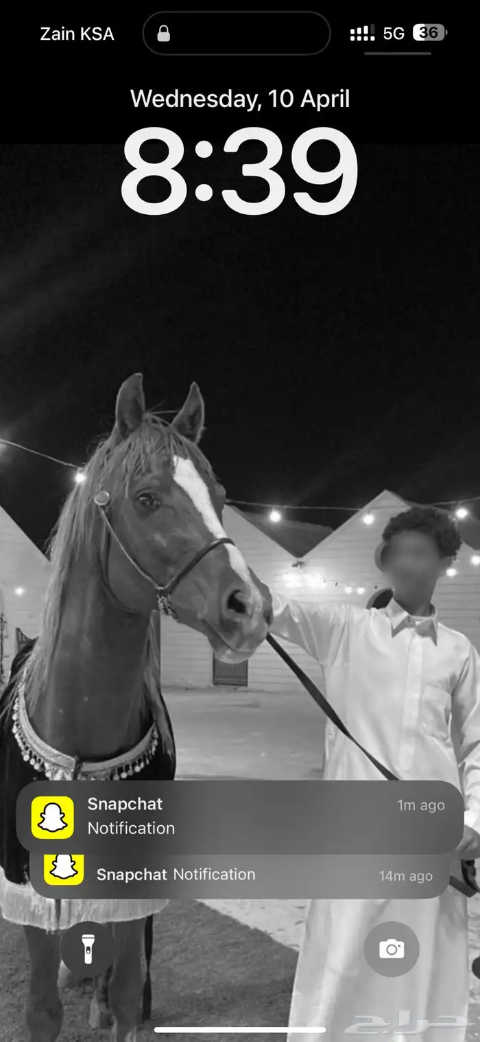 حصان عربي ب اوراق 4