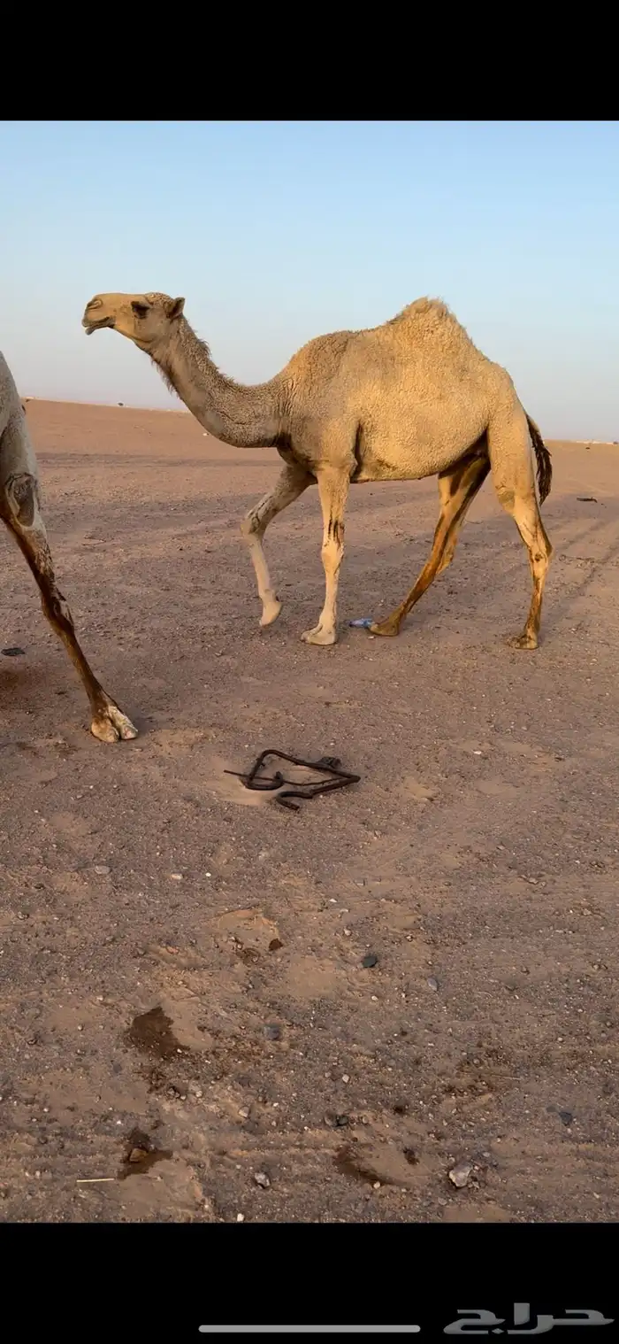تم البيع 0