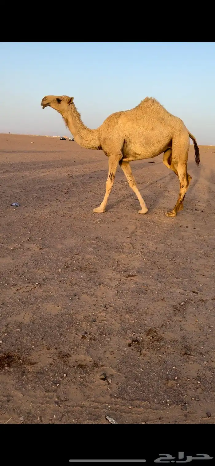 تم البيع 1