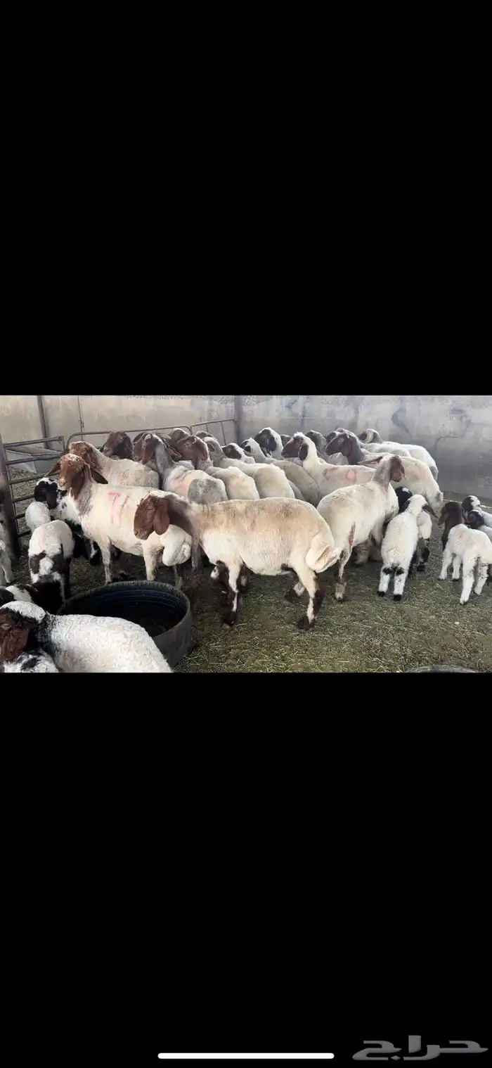 غنم نعيم مطافيل 0