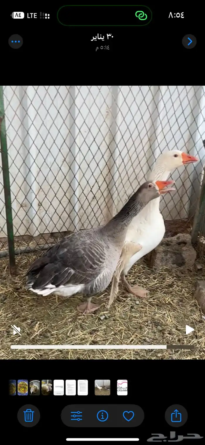 وز للبيع 0