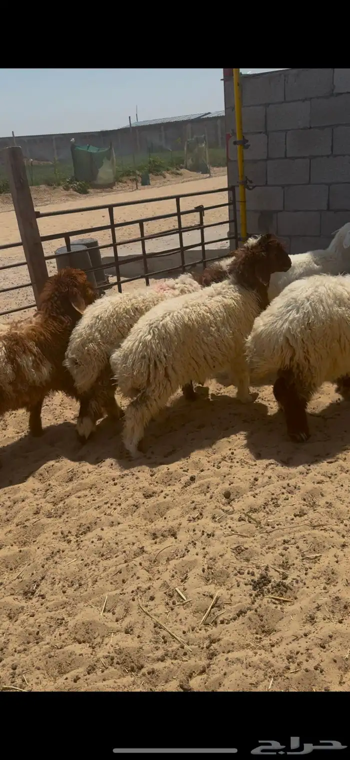 ذبايح نعيم بري 0