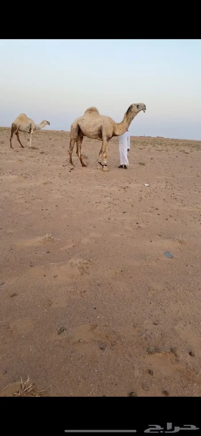 تم البيع 2