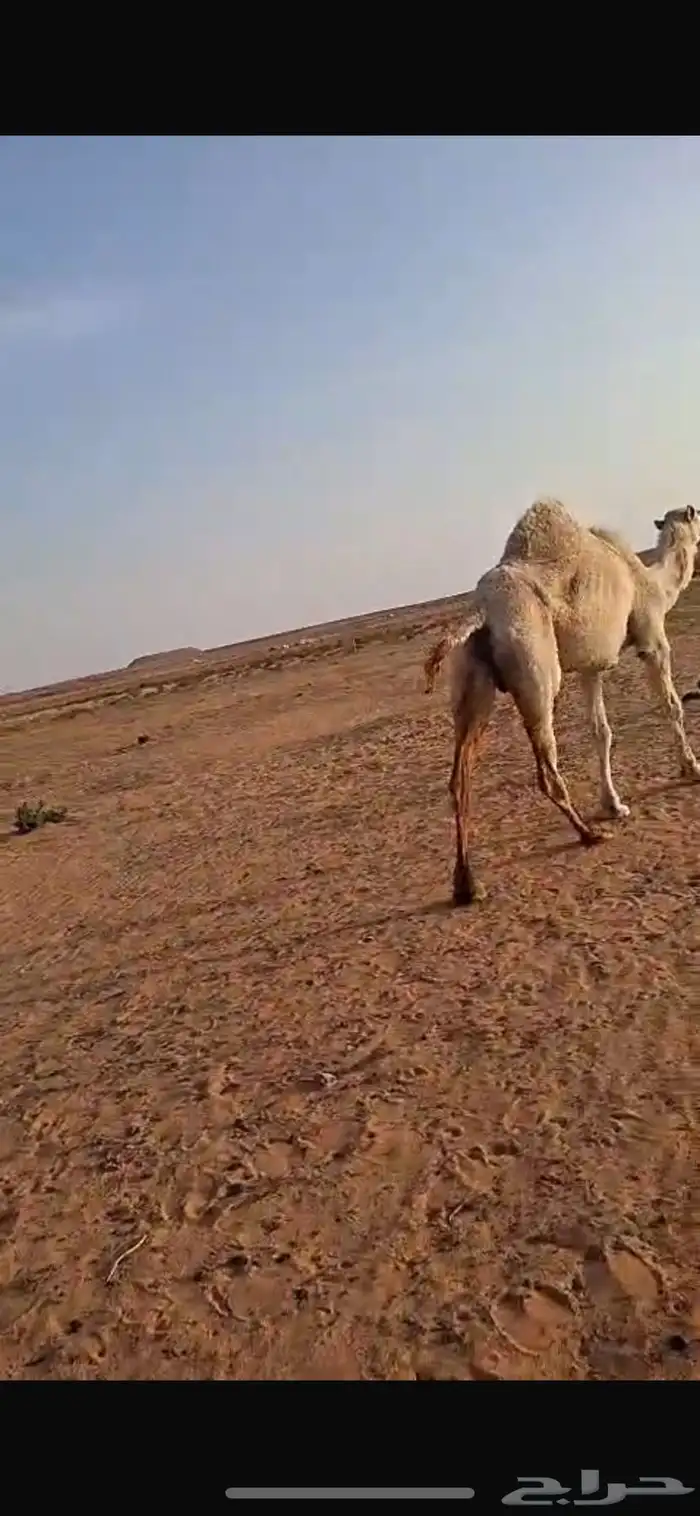ناقه رباع وضحى معشر على بعير طبب 0