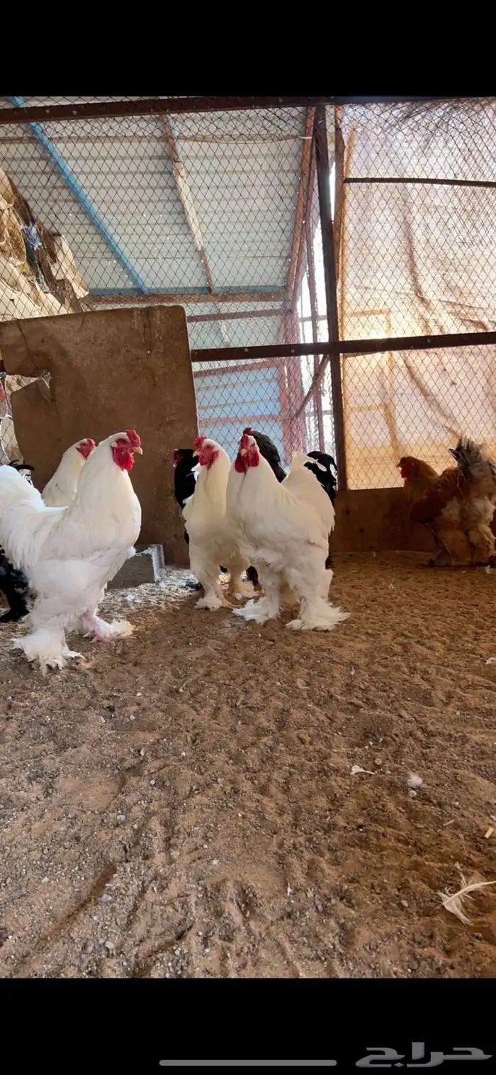 بريده 0