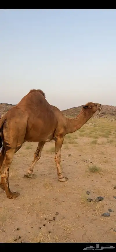 بعير ساحلي (( تم البيع )) 3