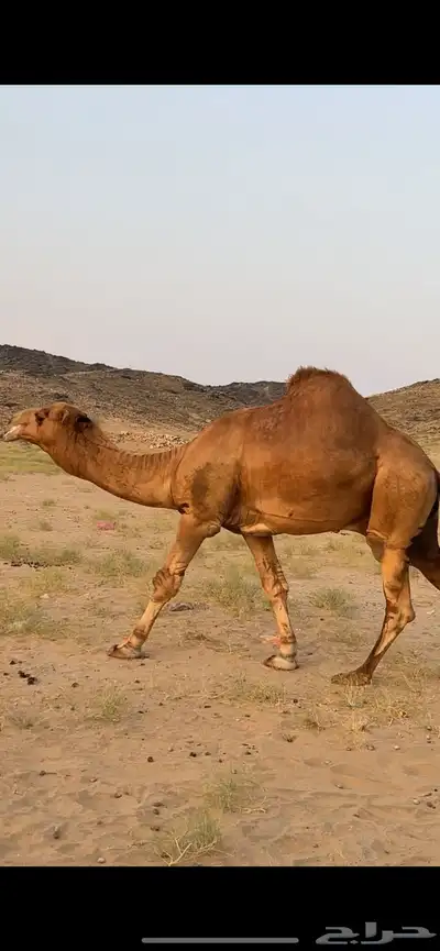 بعير ساحلي (( تم البيع )) 4