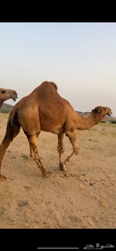 بعير ساحلي (( تم البيع )) 0