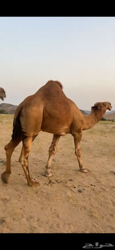 بعير ساحلي (( تم البيع )) 1