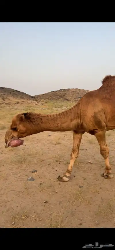 بعير ساحلي (( تم البيع )) 9